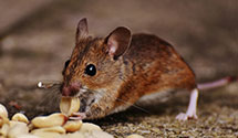 24 Hour & Emergency Exterminators in North Durham, NC